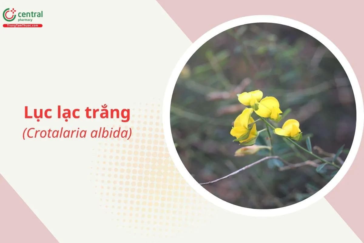 Lục lạc trắng