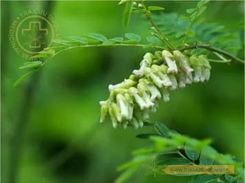 Cây khổ sâm cho rễ