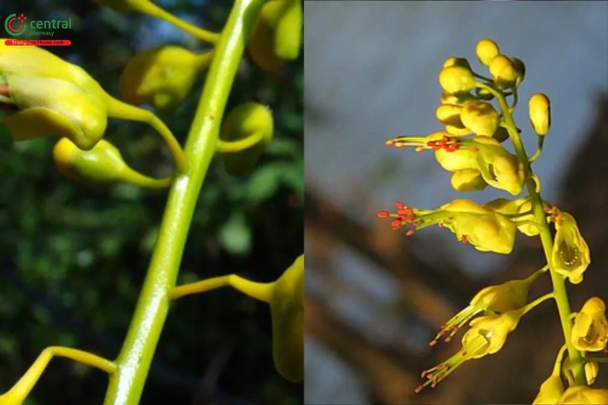 Mezoneuron cucullatum