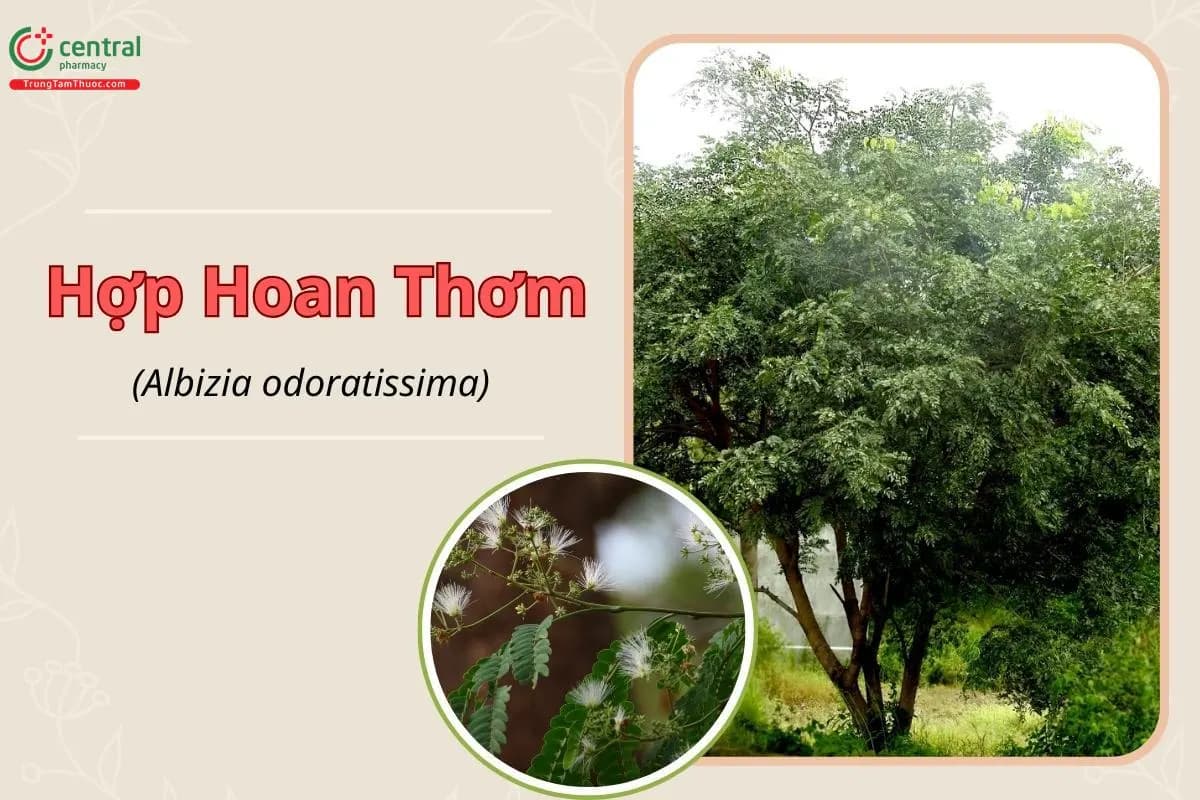 Hợp hoan thơm