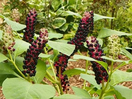 Thương lục