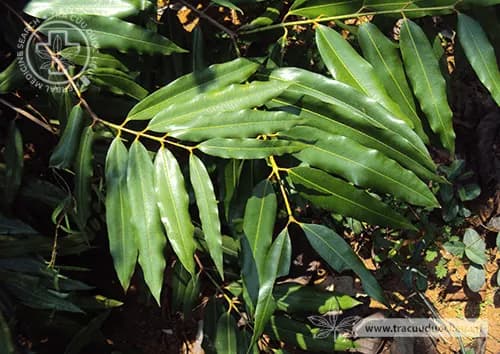 Vắp
