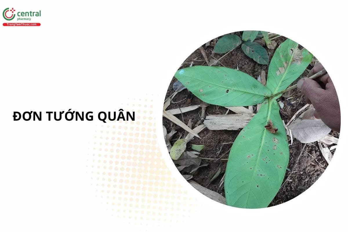 Đơn Tướng Quân