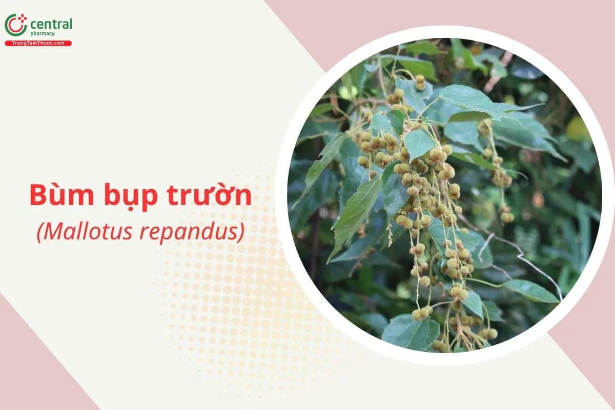 Bùm bụp trườn