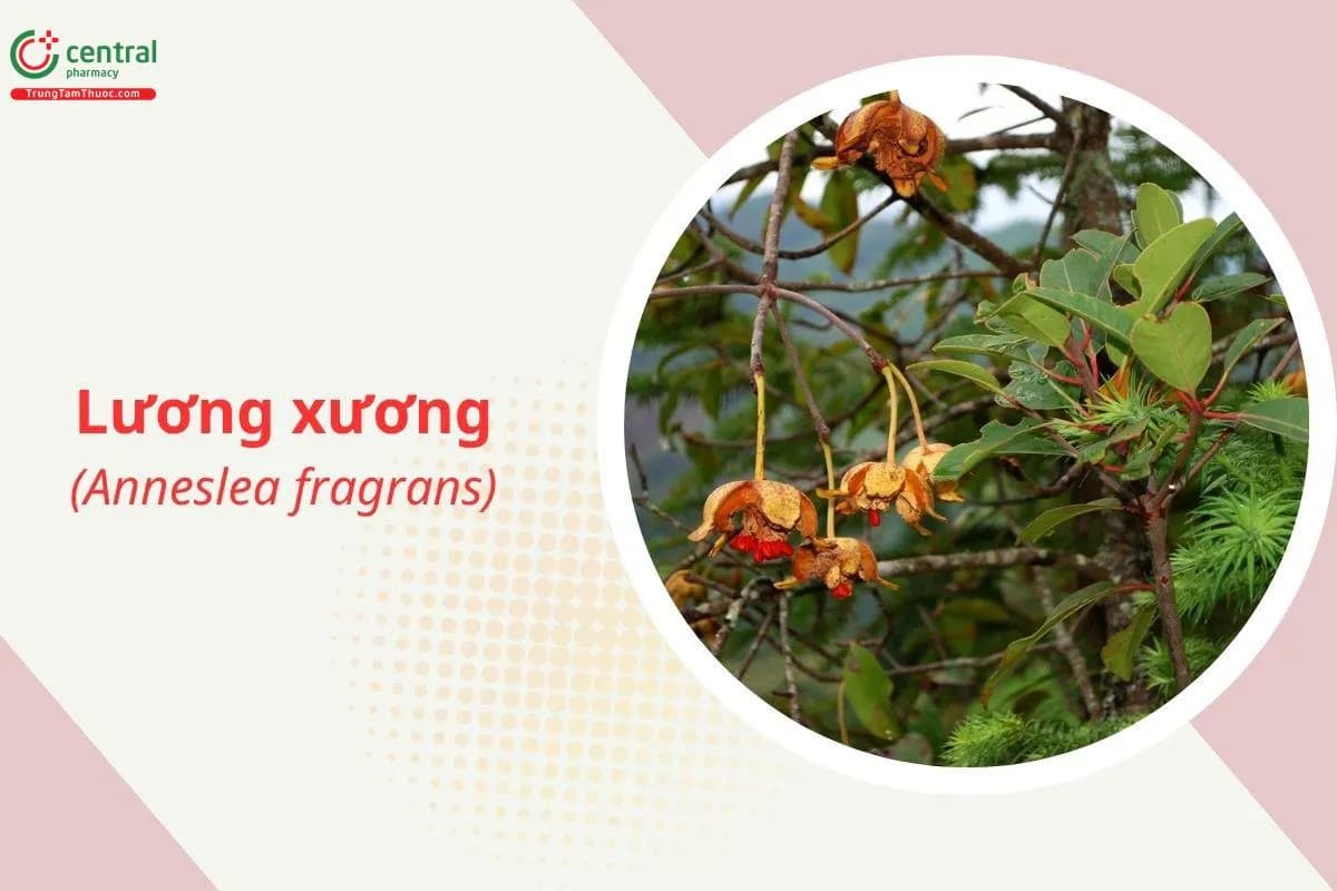 Lương xương