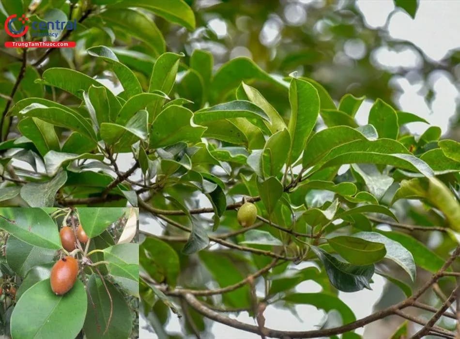 Sến Mật