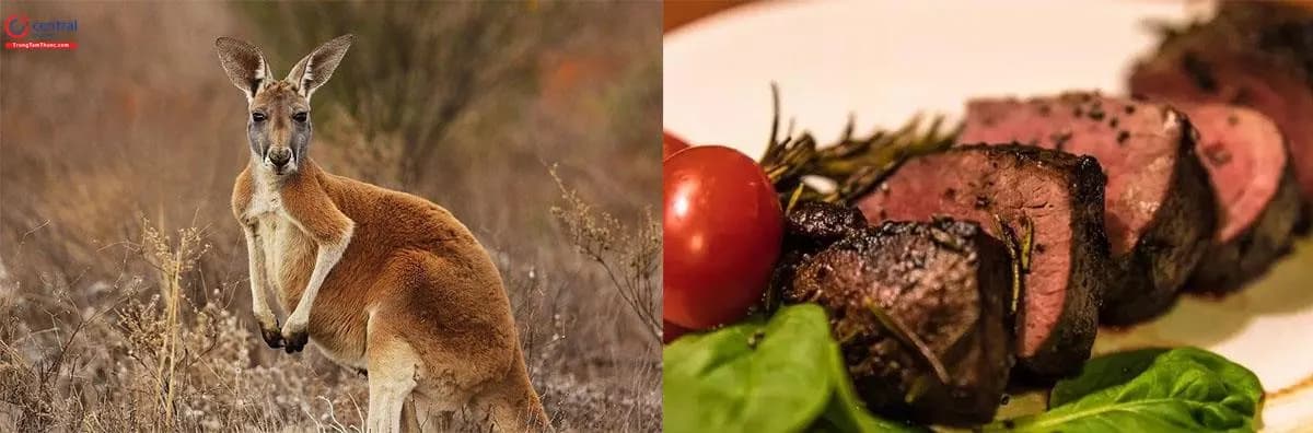 Kangaroo