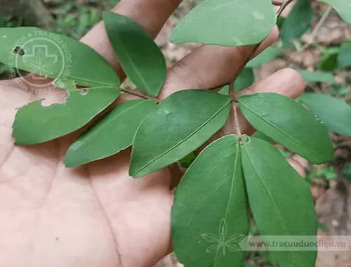 Cây lá lụa