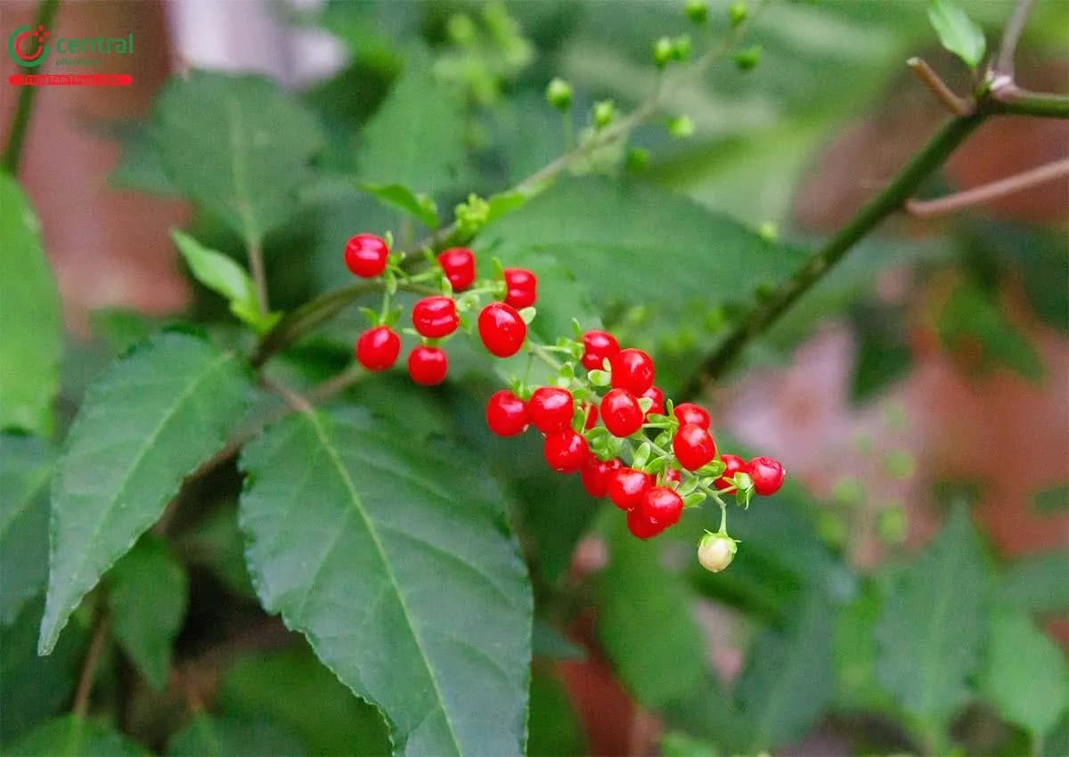 Rì Việt