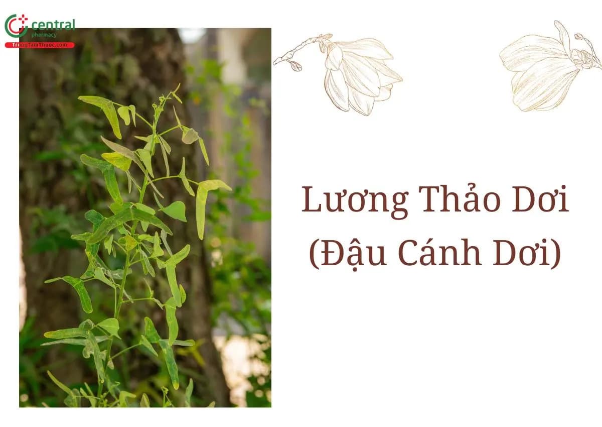 Lương Thảo Dơi