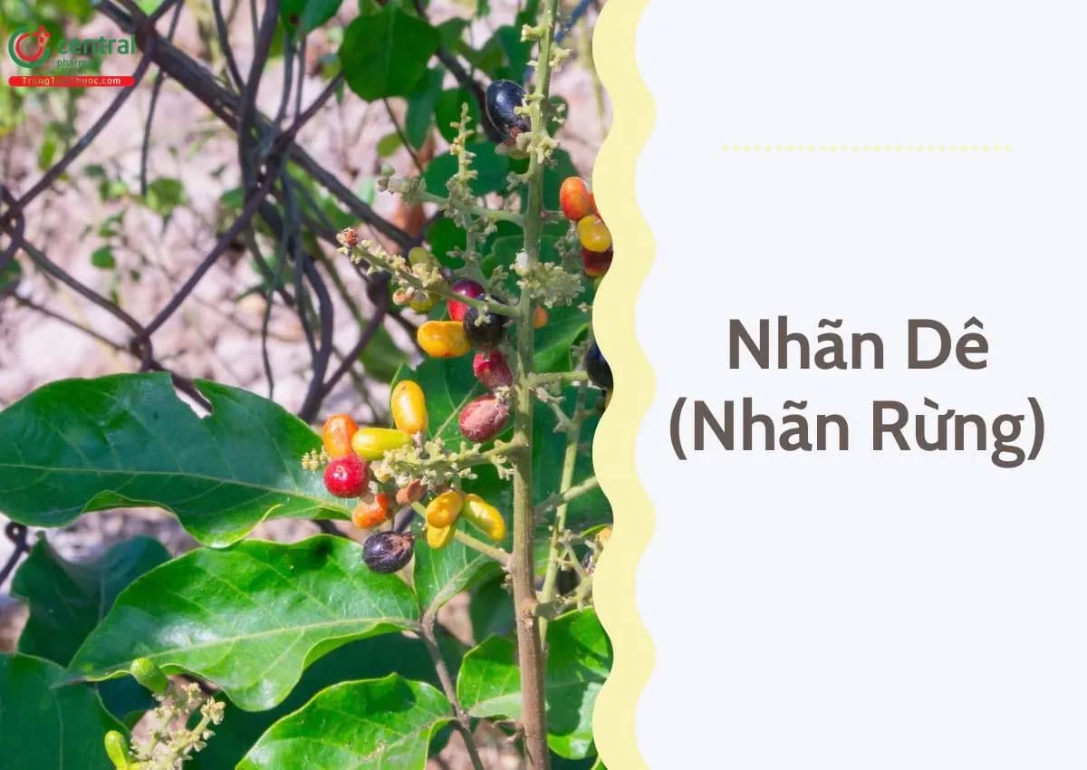 Nhãn Dê