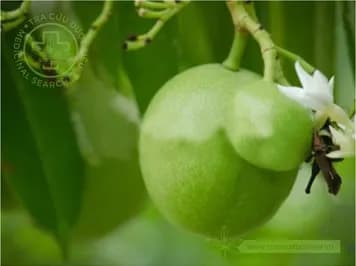 Mướp sát