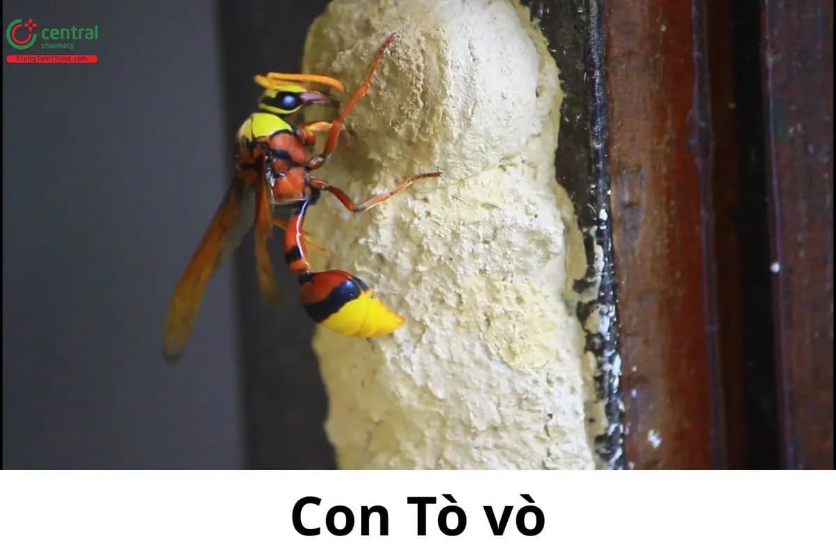 Tò vò