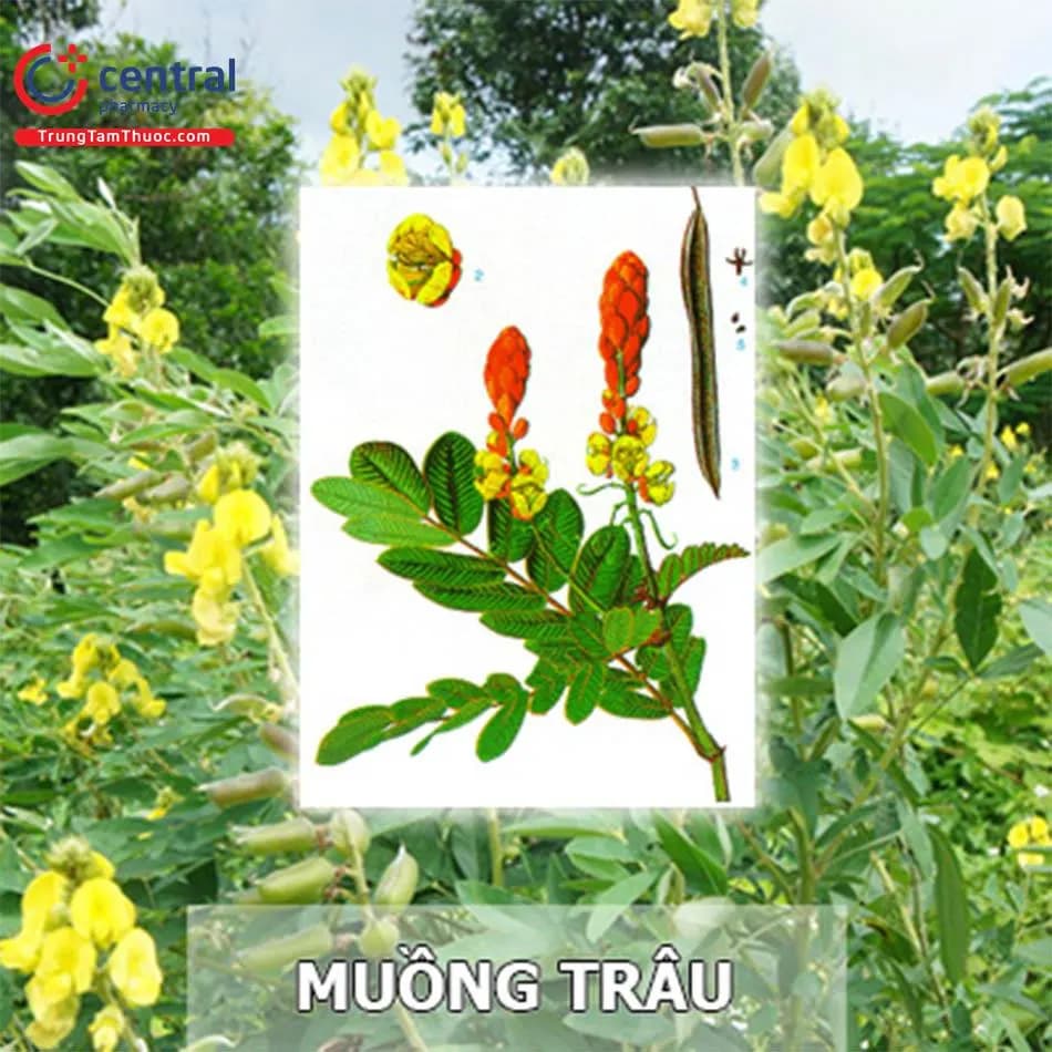 Muồng Trâu