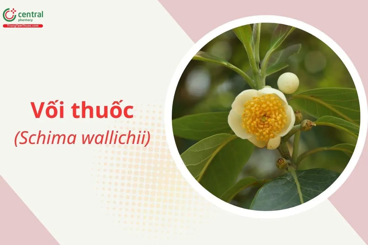 Vối thuốc