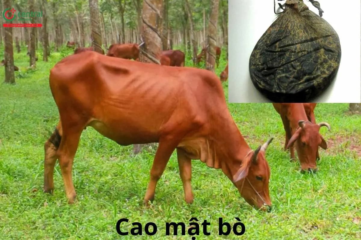 Cao mật bò