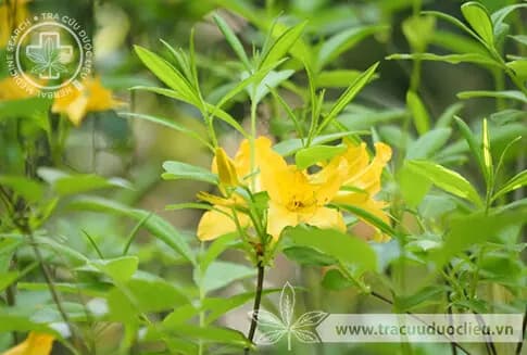 Đỗ quyên