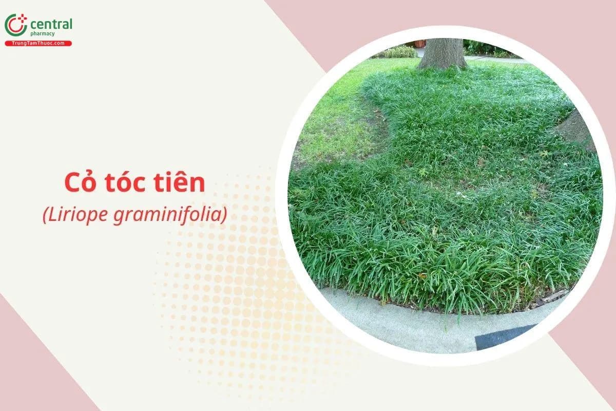 Cỏ tóc tiên