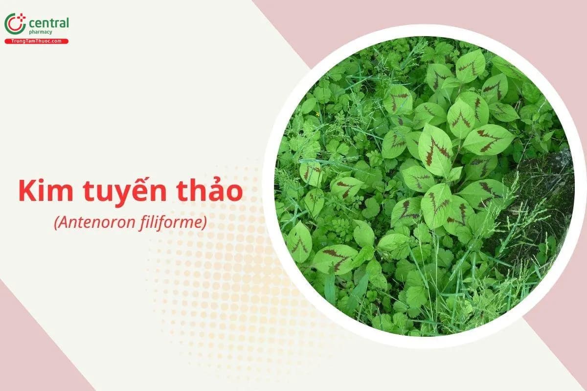Kim tuyến thảo