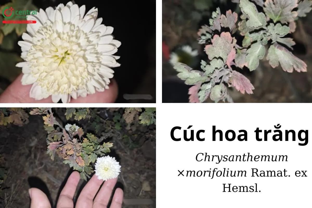 Cúc hoa trắng