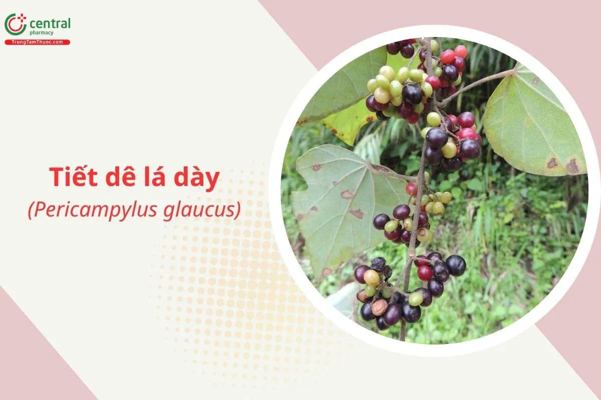 Tiết dê lá dày