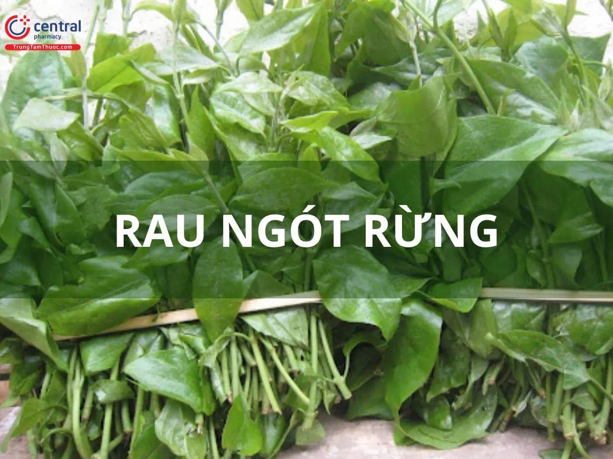 Rau ngót rừng