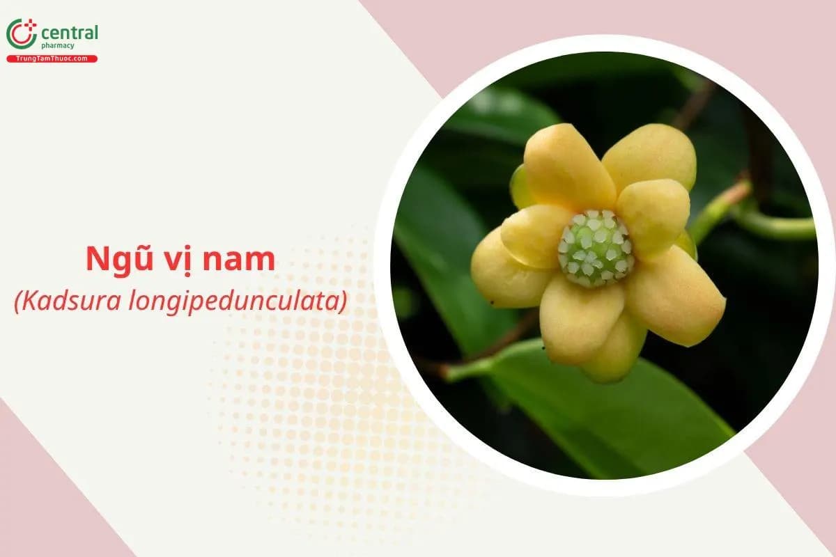 Ngũ vị nam