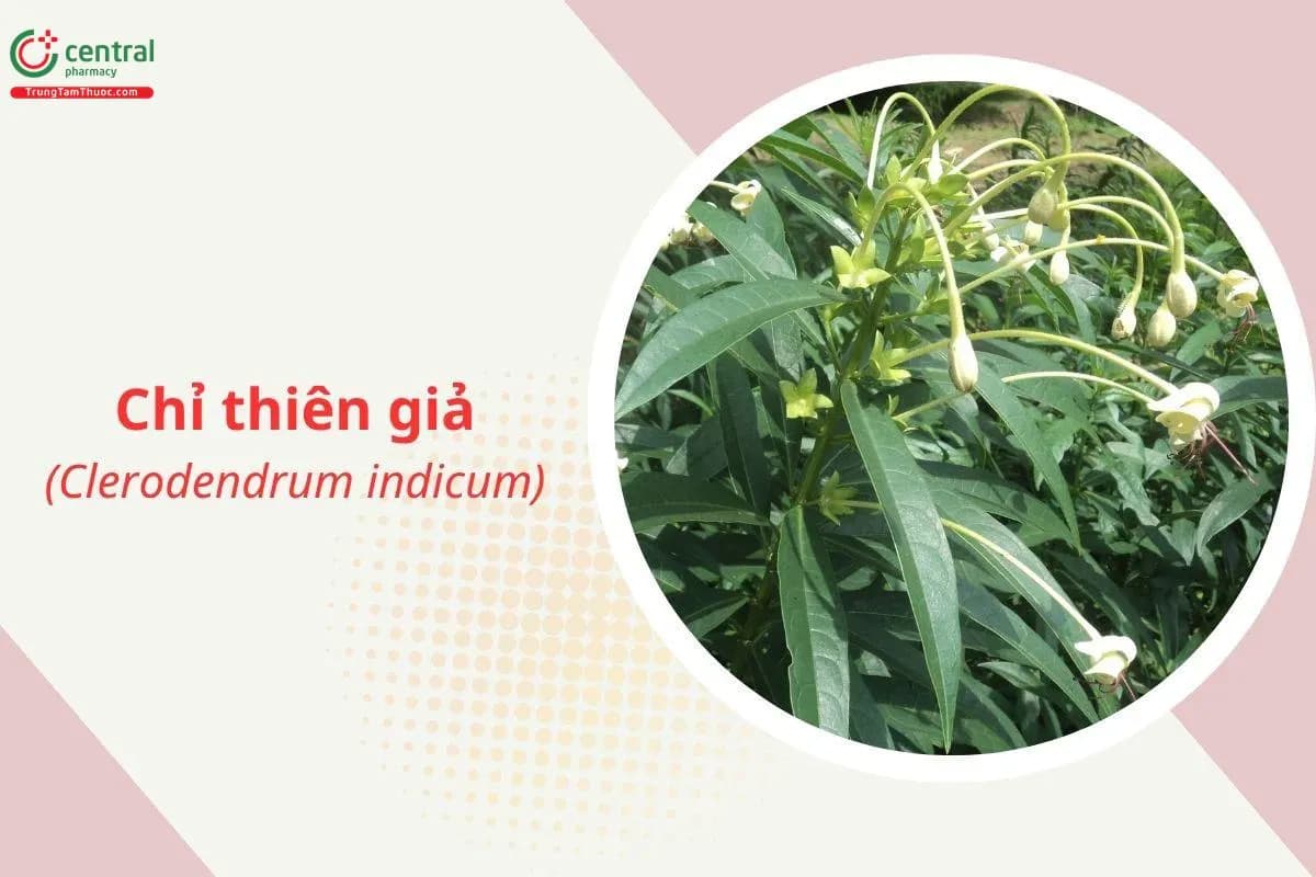 Chỉ thiên giả