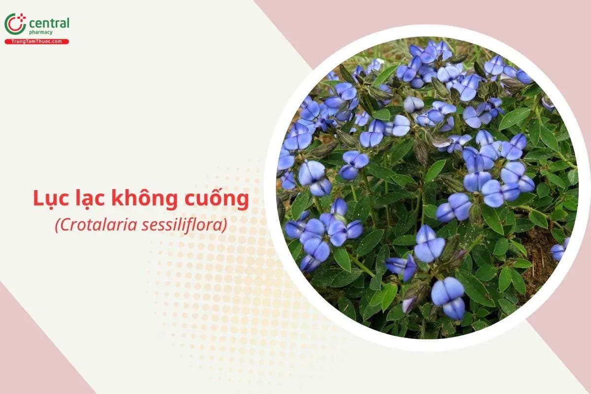 Lục lạc không cuống