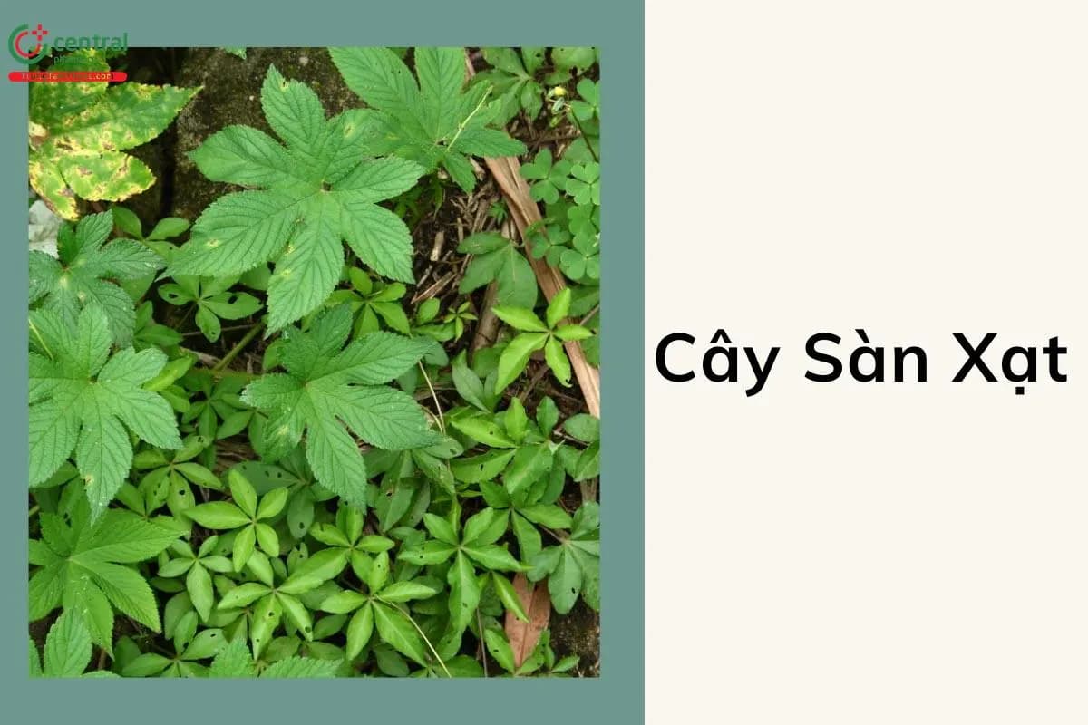 Sàn Xạt