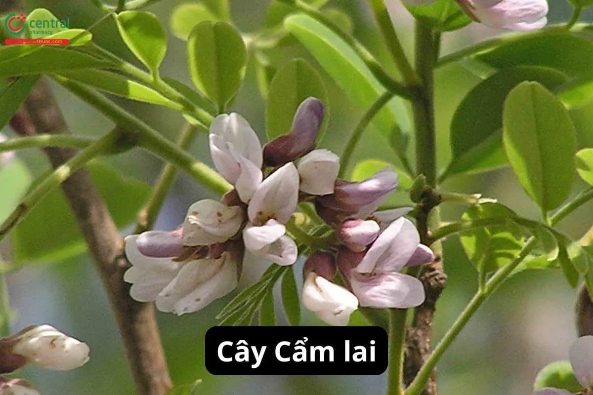 Cẩm Lai