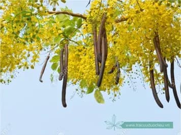 Bọ cạp nước
