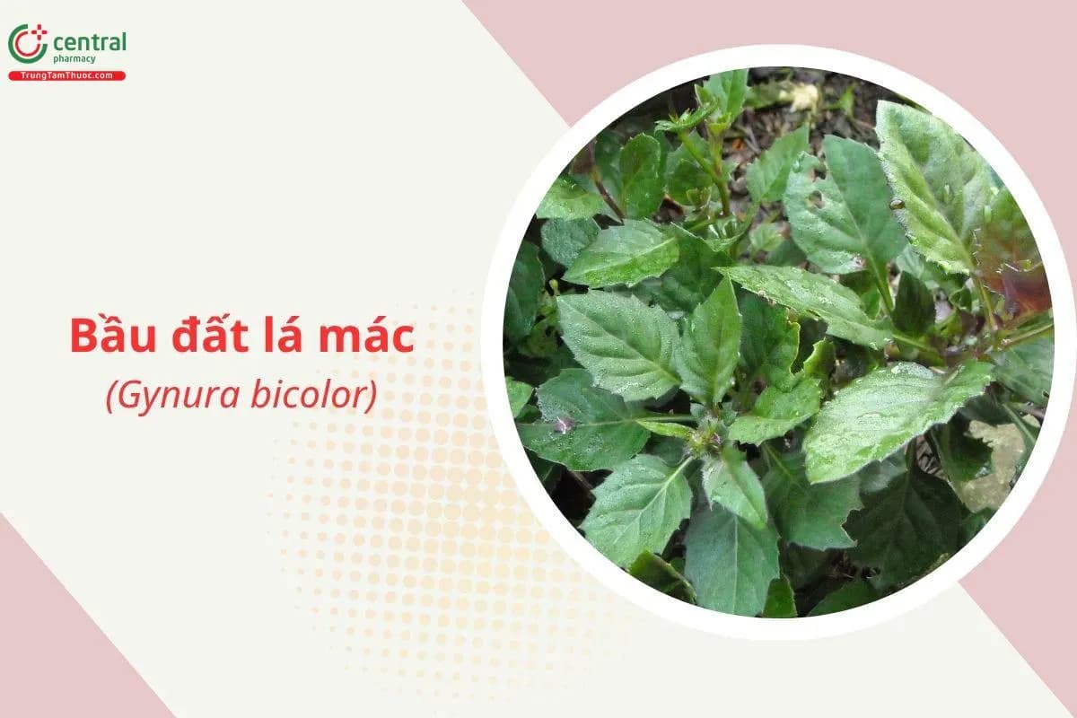 Bầu đất lá mác
