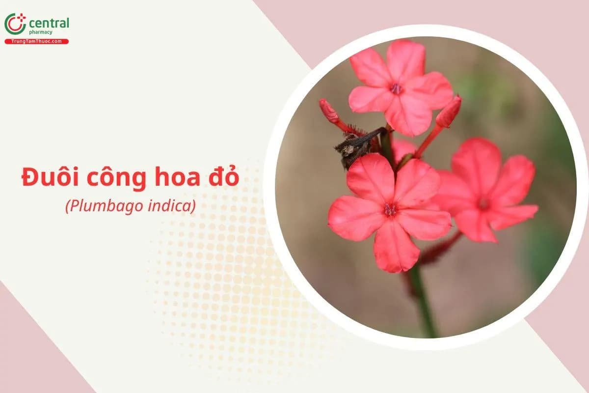 Đuôi Công Hoa Đỏ
