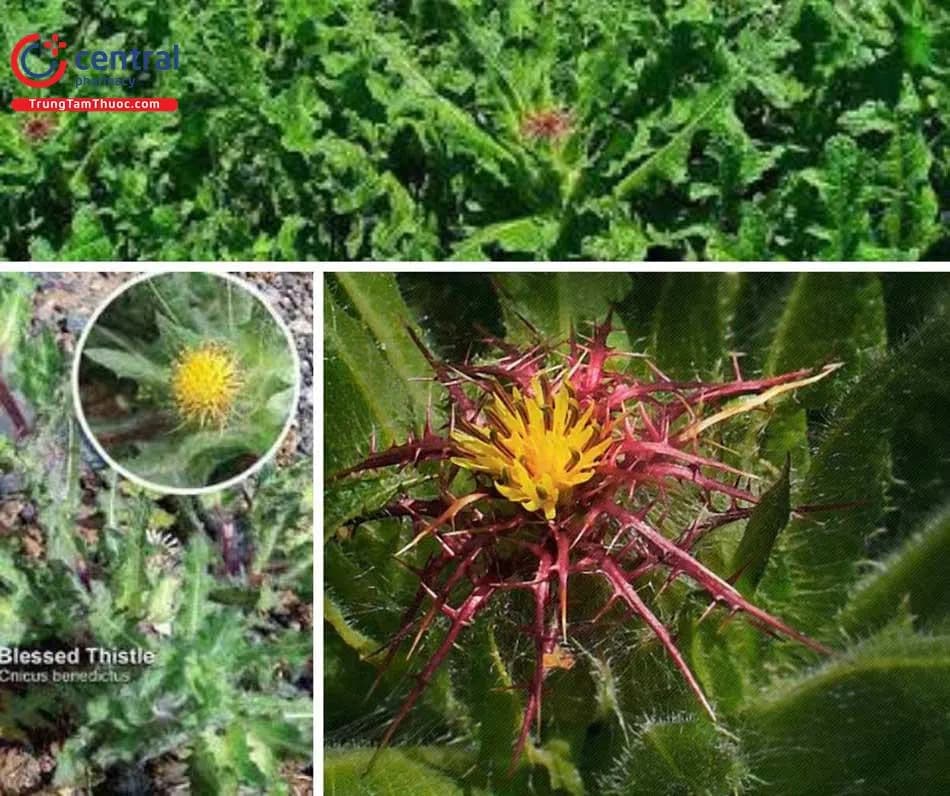 Blessed Thistle