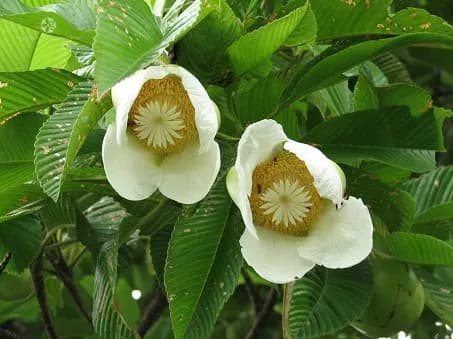 Cây sổ