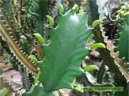 Xương rồng ông