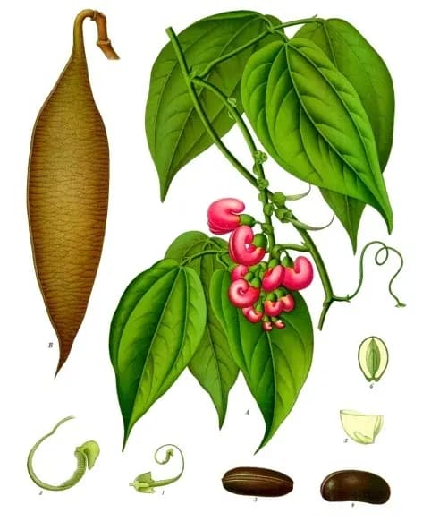 Độc biển đậu