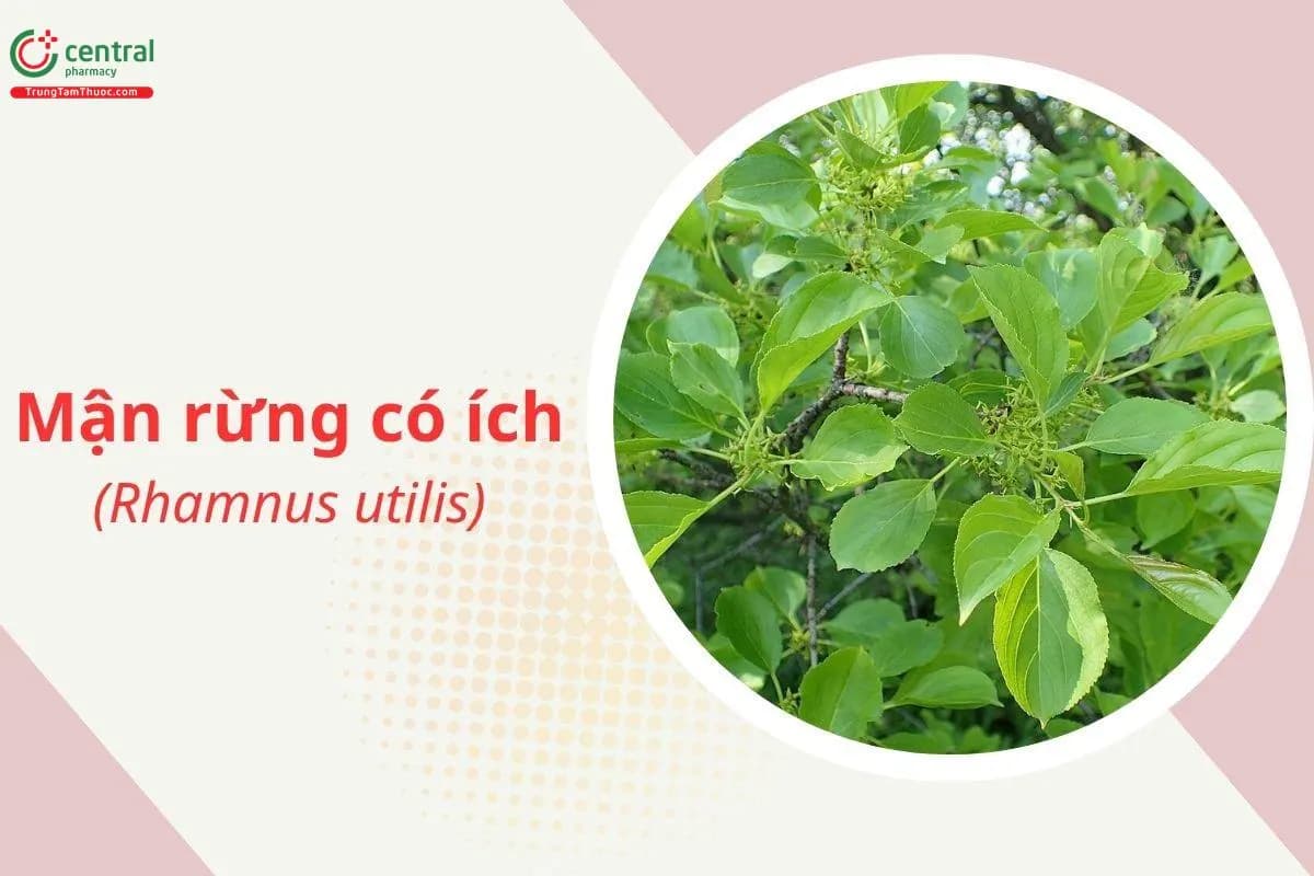 Mận rừng có ích