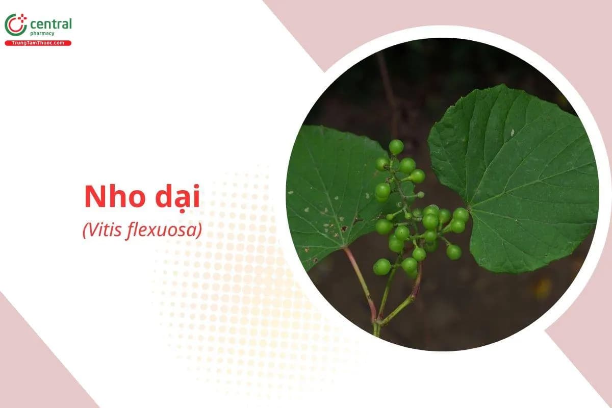 Nho Dại