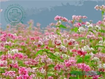 Tam giác mạch (Mạch ba góc)