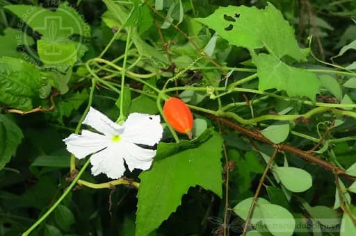 Cây cứt quạ