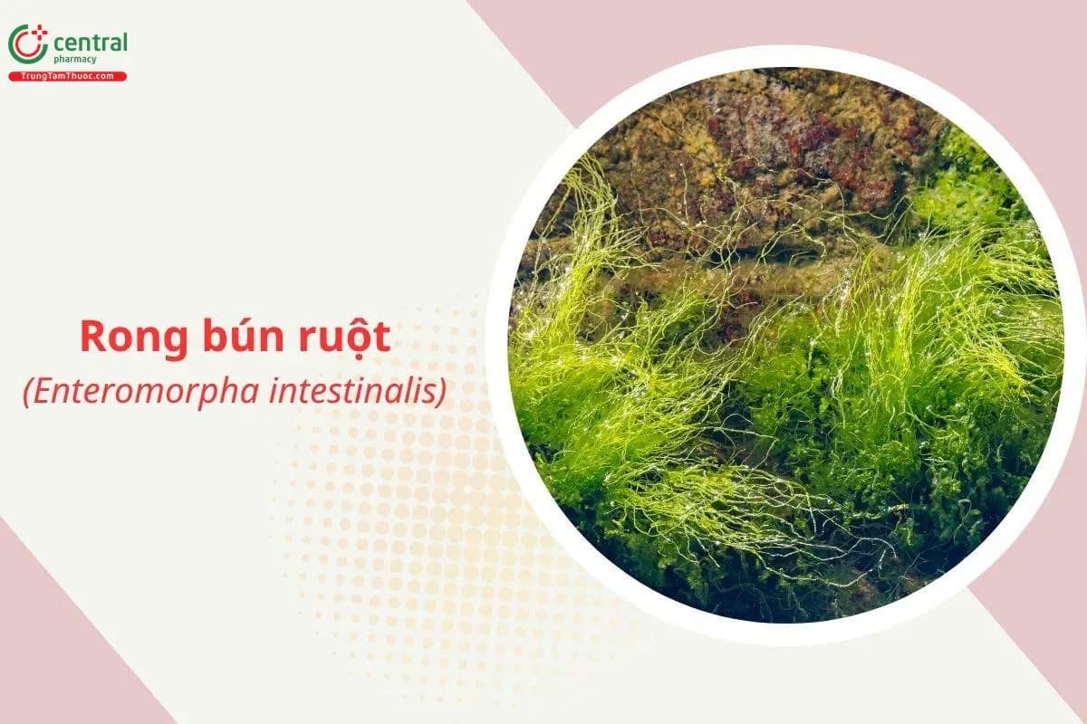 Rong bún ruột