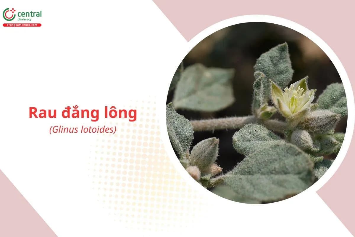 Rau Đắng Lông