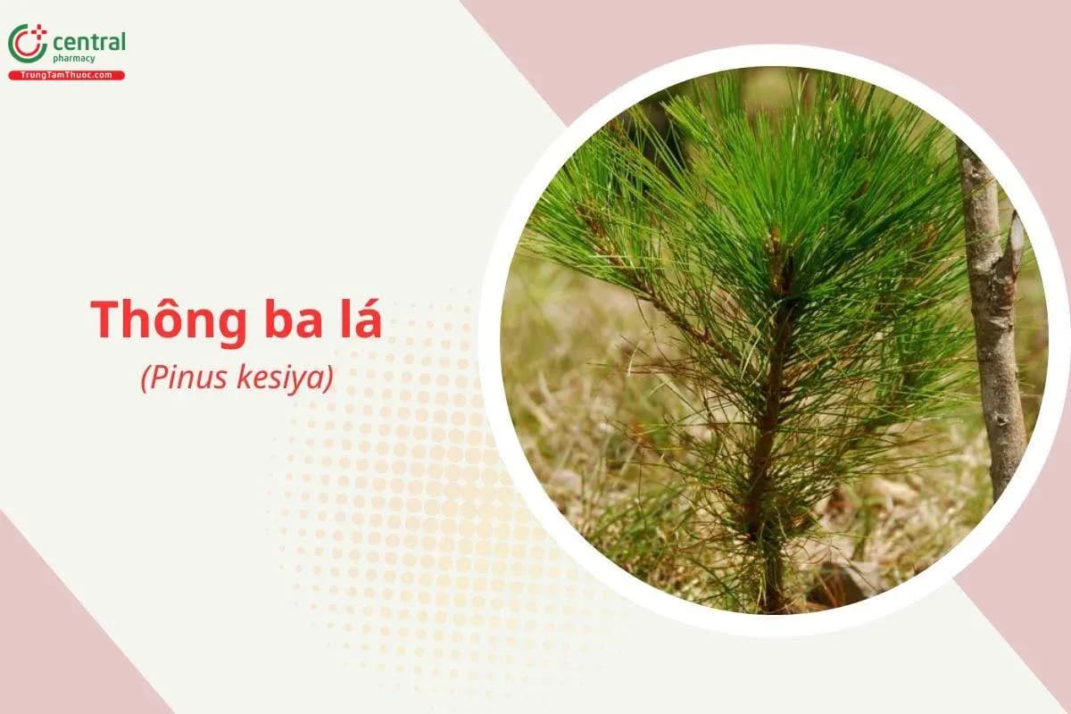 Thông Ba Lá