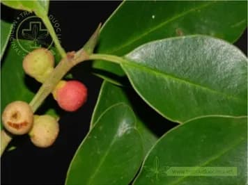 Gừa