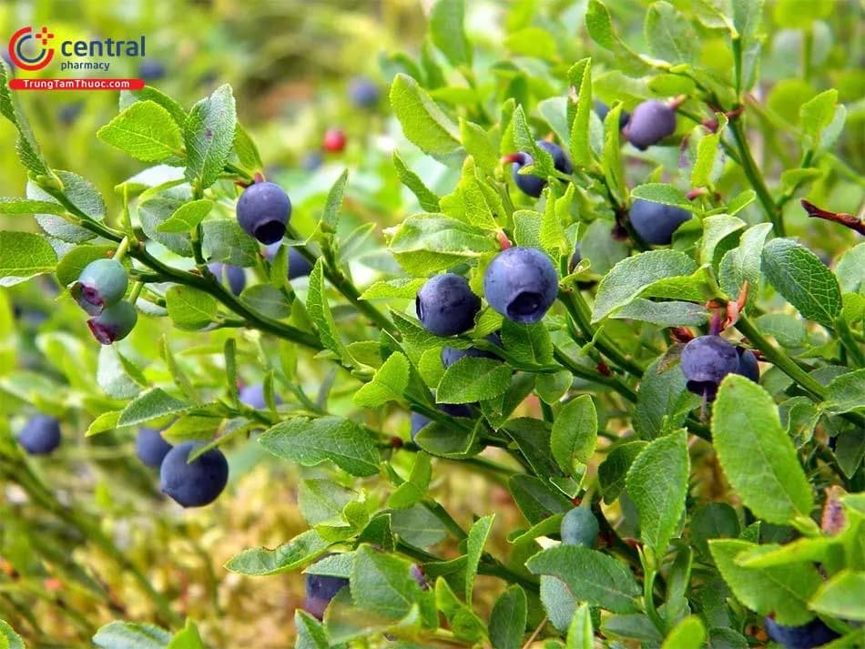 Bilberry