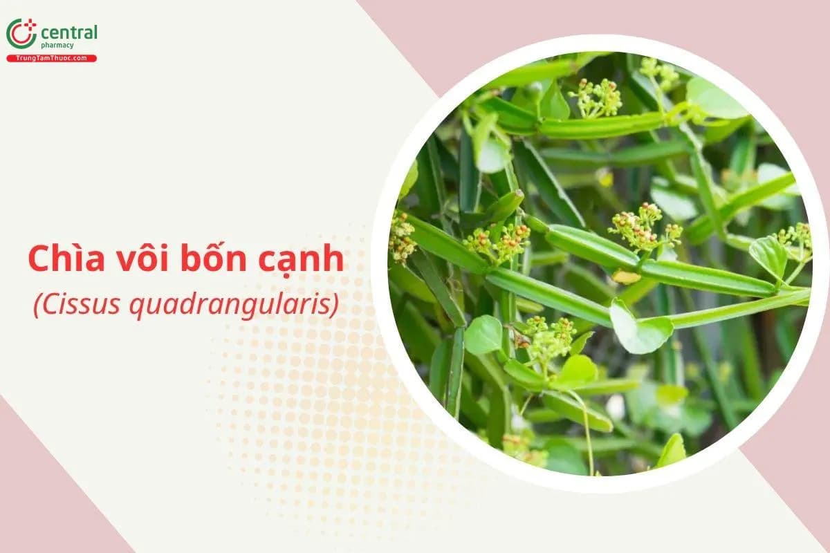 Chìa vôi bốn cạnh