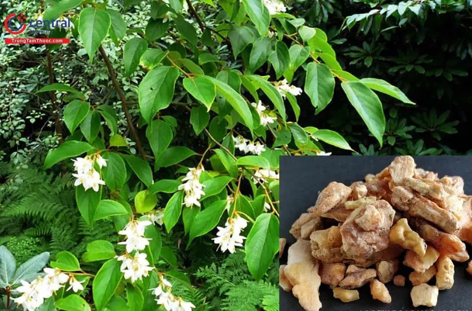 Bồ Đề