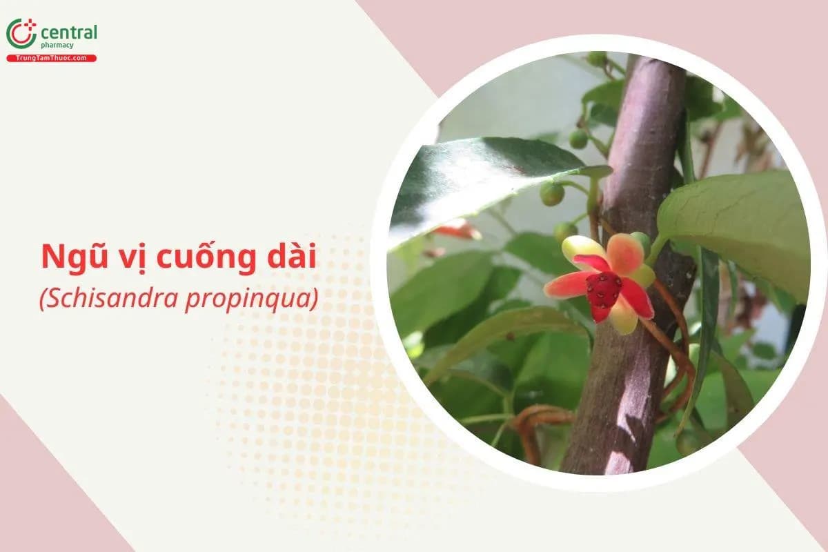 Ngũ vị cuống dài